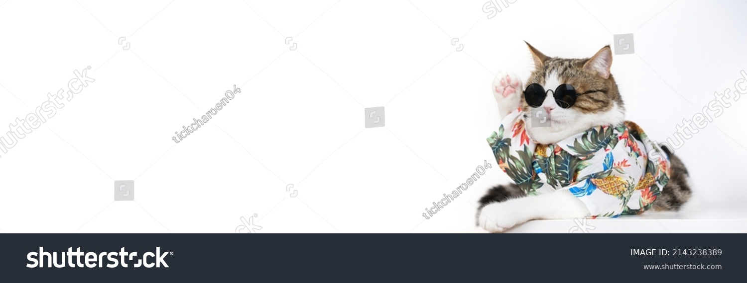 songkran and summer season concept with scottish cat wearing summer cloth and sunglasses on white background #2143238389