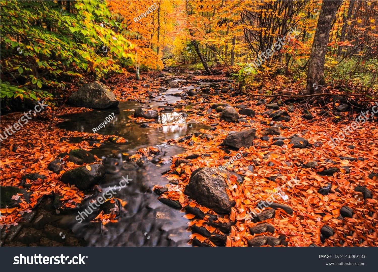 Autumn leaves along a forest stream rivers in fall season #2143399183