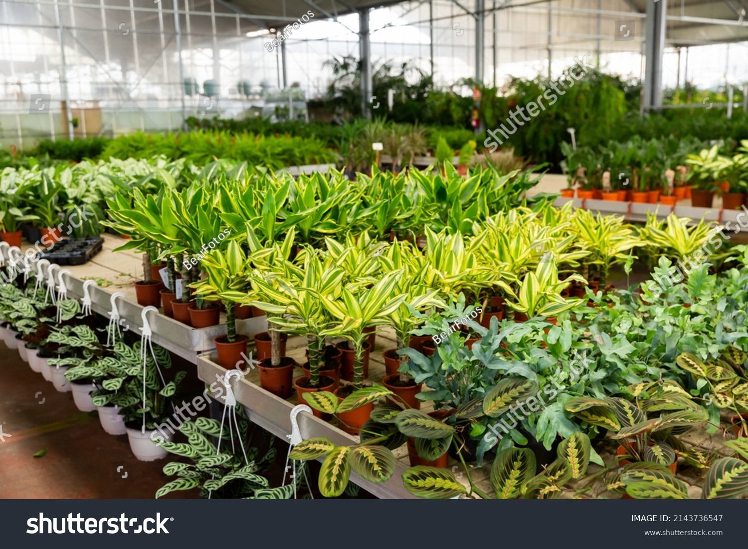 Pots with planted dracaena with variegated foliage on showcase of garden center. Concept of growing of ornamental potted plants for home design #2143736547