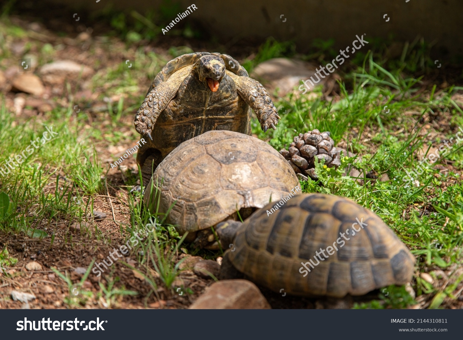 Selective focus of tortoises mating. While one male mates with the female, the other male inhibits the female. Nature, wildlife, reproduction, continuation of lineage, basic instinct concept. #2144310811