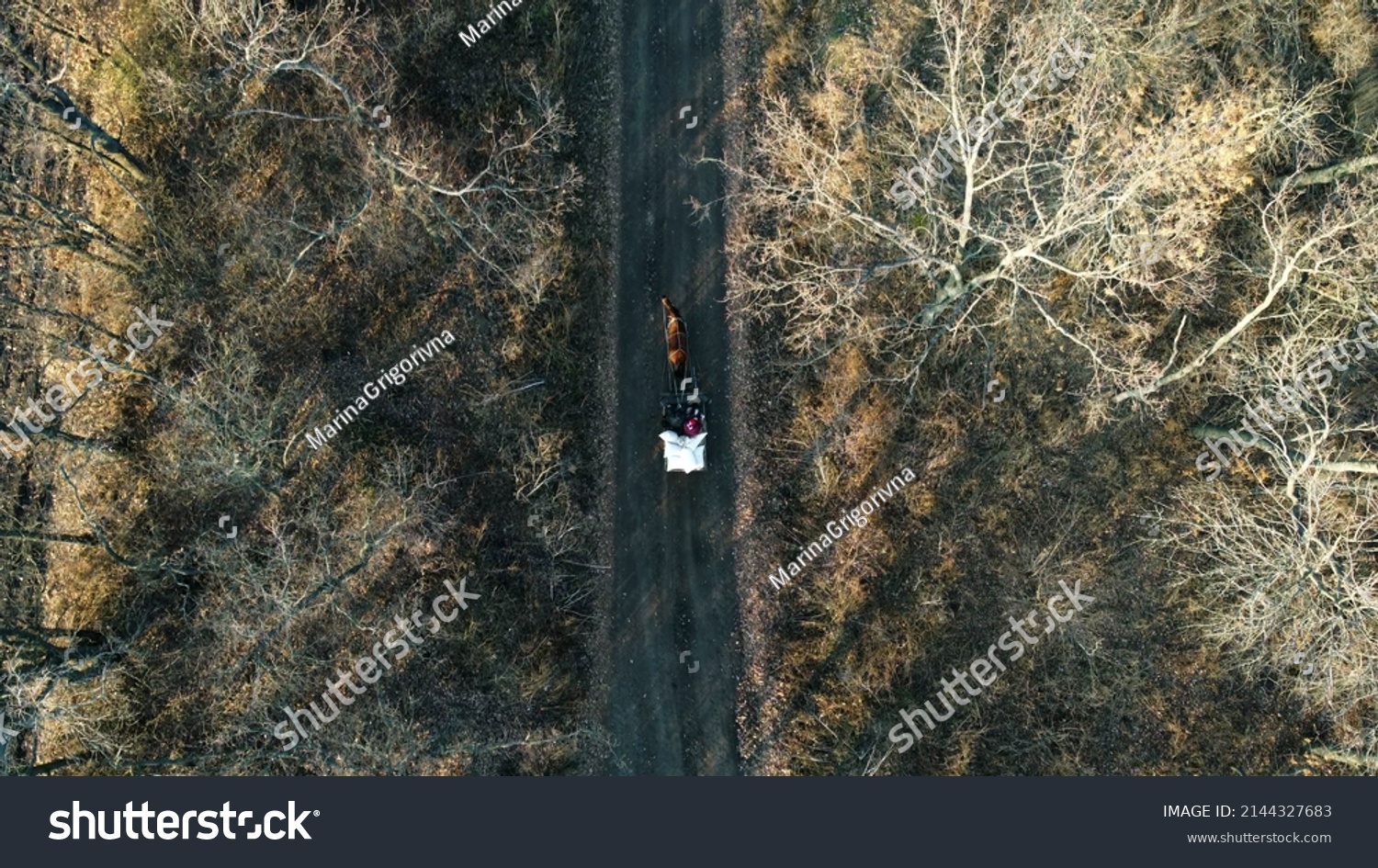 Aerial Drone View Flight Over horse-drawn cart with people and white bags that rides along dirt road between trees on sunny day. Horse-drawn transport, transportation. Old authentic rural countryside #2144327683