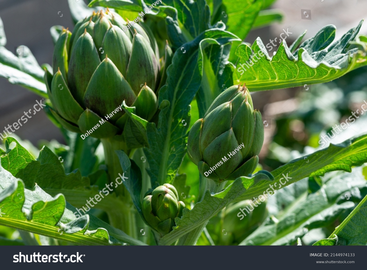 Closeup of multiple lush vibrant green waxy organic artichoke heads on leafy plant stems. The thick pointy leaves of the raw artichoke vegetables have a thistle at the tip with little brown spikes.  #2144974133