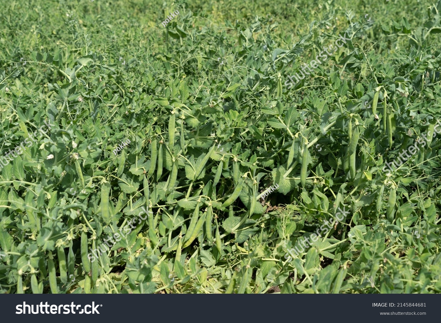 Green pea field at harvest time #2145844681