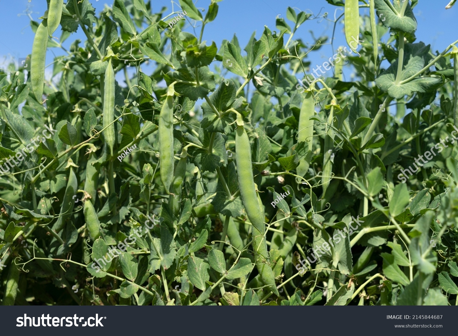 Green pea field at harvest time #2145844687
