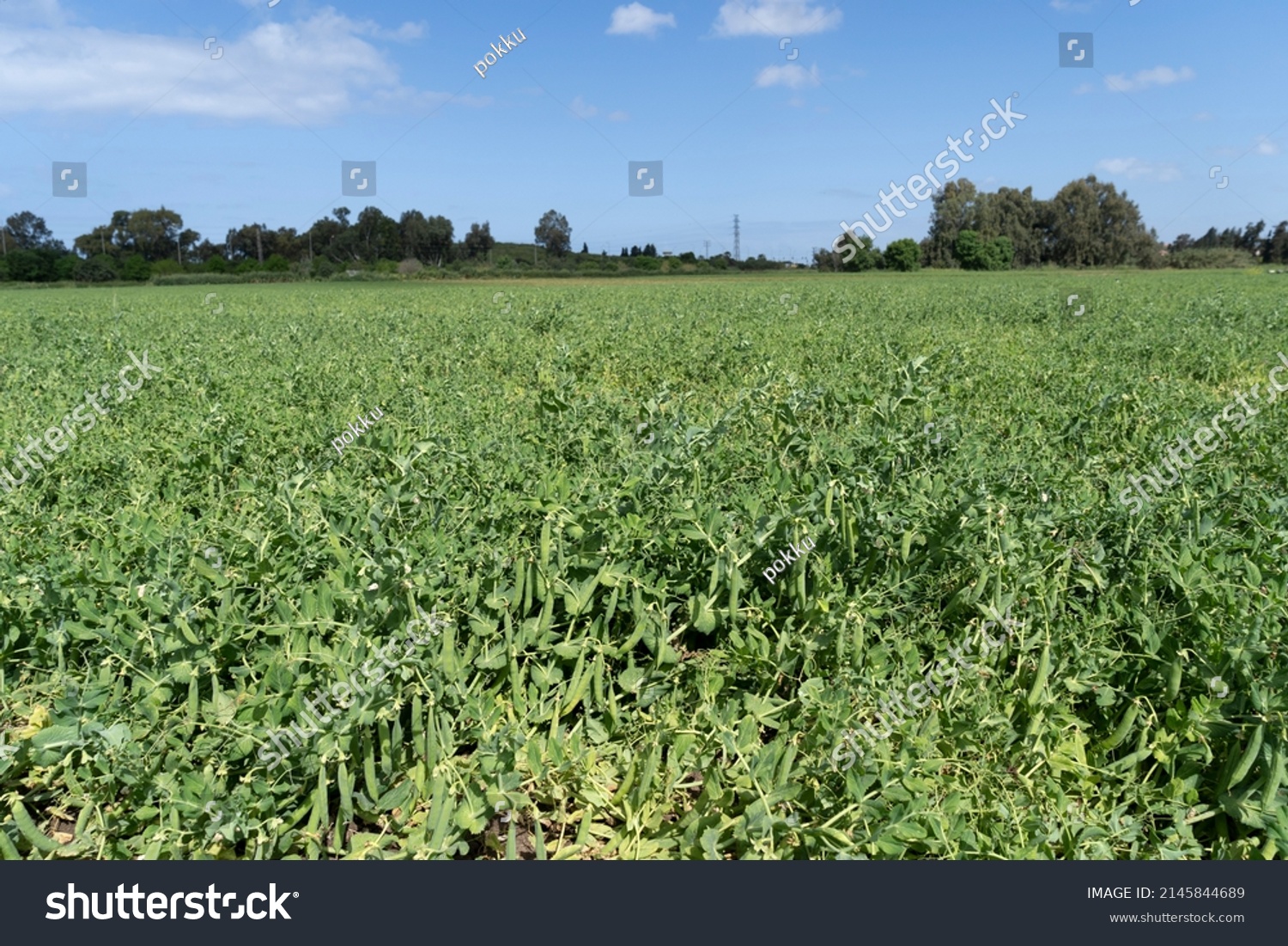 Green pea field at harvest time #2145844689