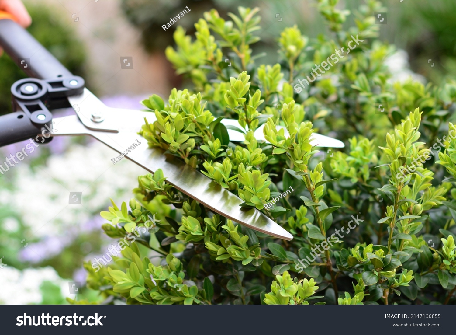 Pruning, trimming buxus, boxwood shrubs with hedge shears. Cutting off buxus branches in the garden in spring. #2147130855