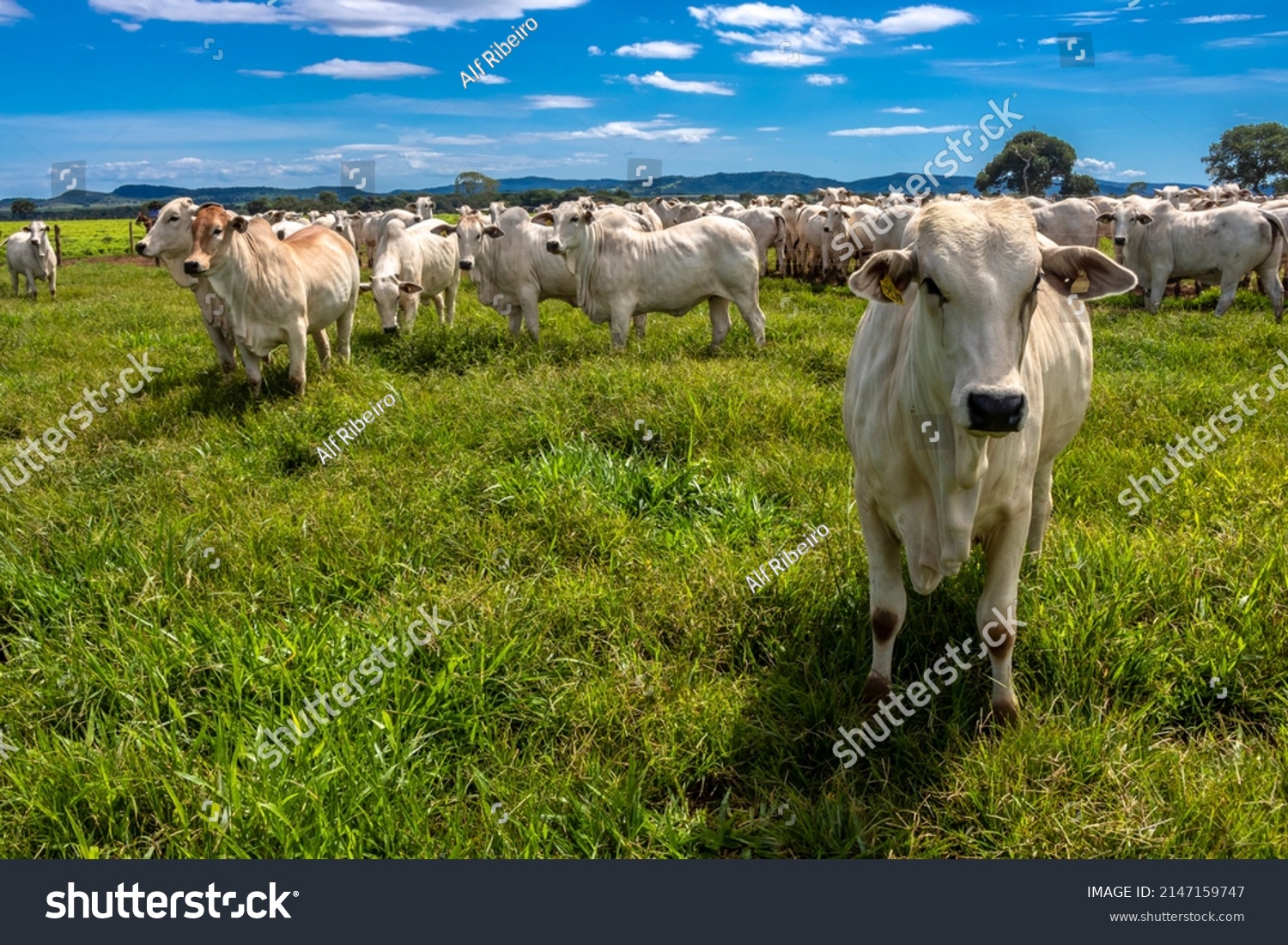 Herd of Nelore cattle grazing in a pasture on the brazilian ranch #2147159747
