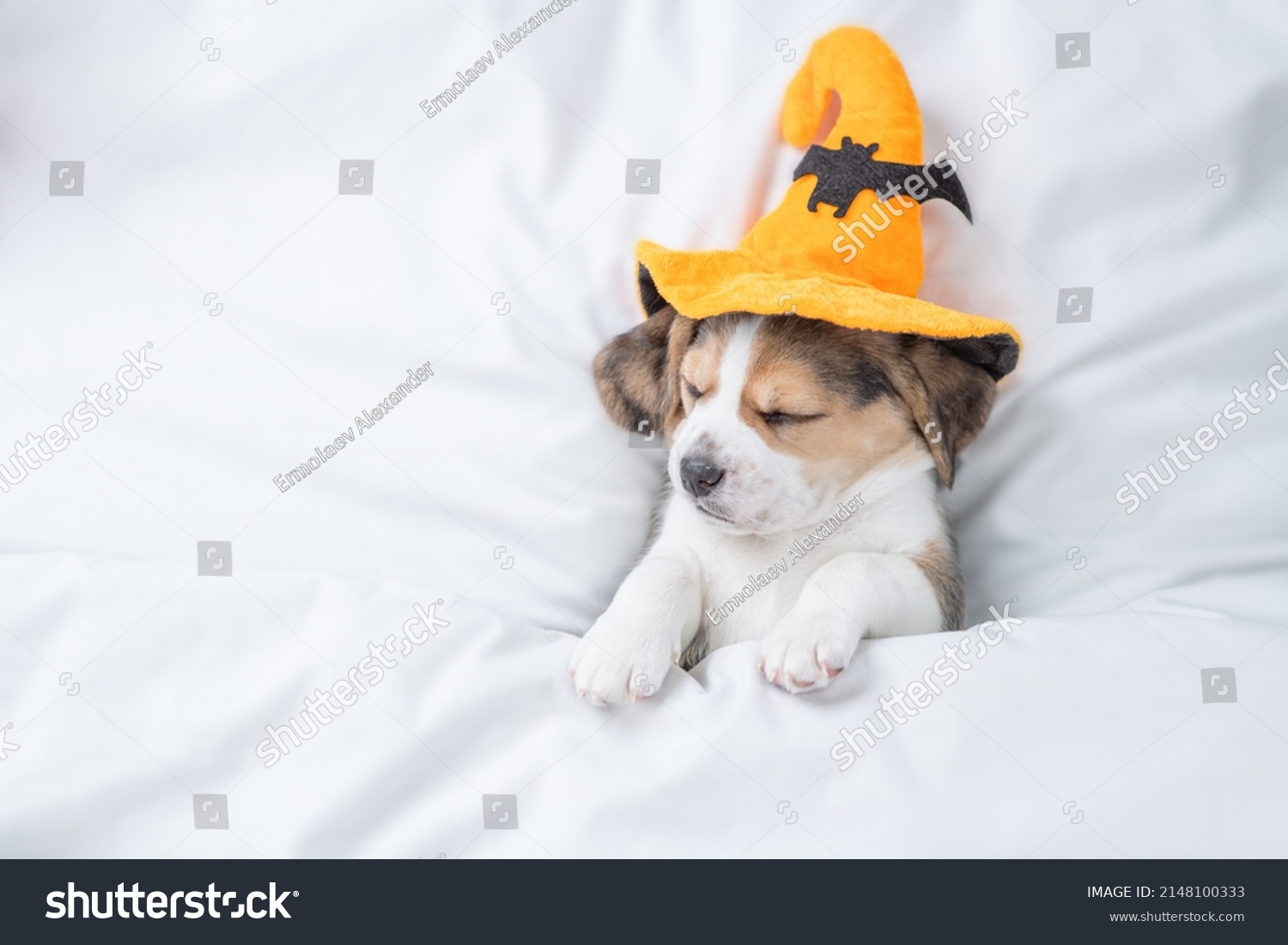 Beagle puppy wearing  hat for halloween sleeps under warm blanket on a bed at home. Top down view. Empty space for text #2148100333