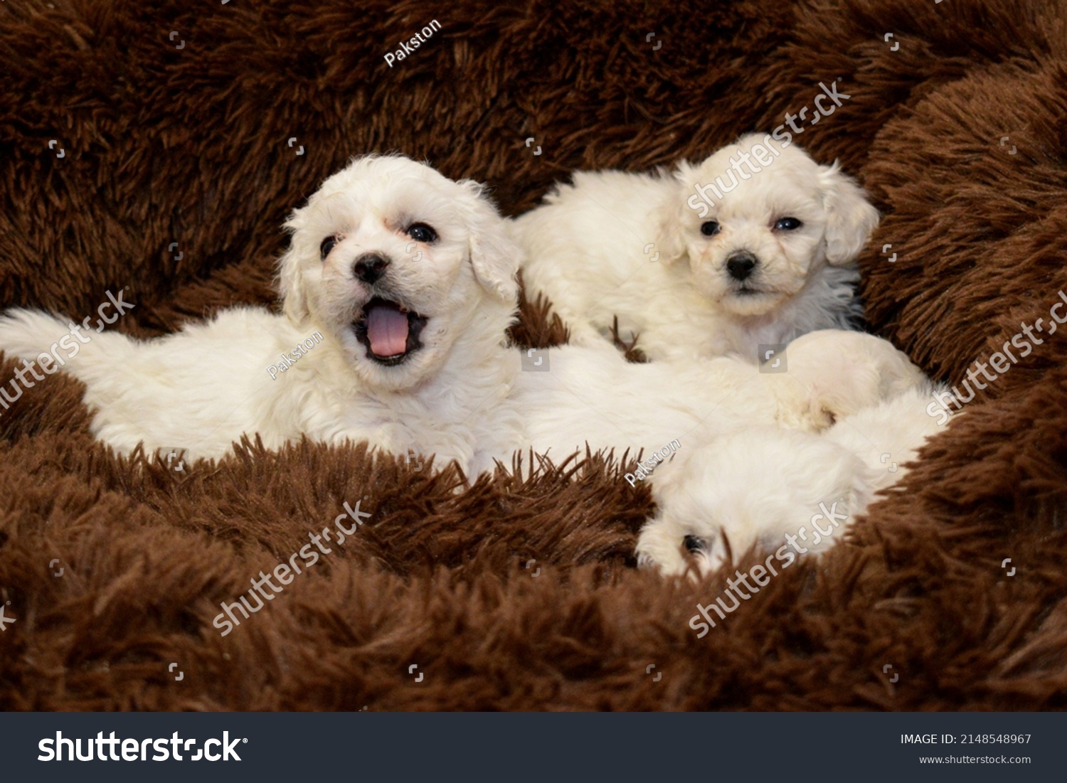 white bichon frise puppy on a soft braun fur blanket looking at the camera, cute little lap dog, sweet pet, photograph, bichon breeder #2148548967