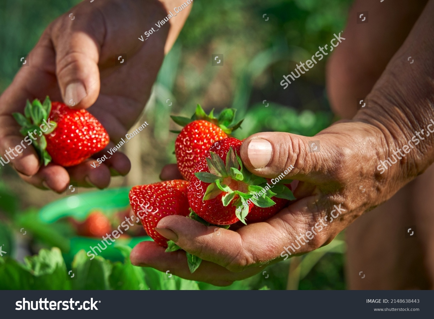 Elderly woman farmer collects a harvest of ripe strawberries. A handful of berries in the hands. Harvesting fresh organic strawberries. Farmer's hands picking strawberries close-up. Strawberry bushes #2148638443
