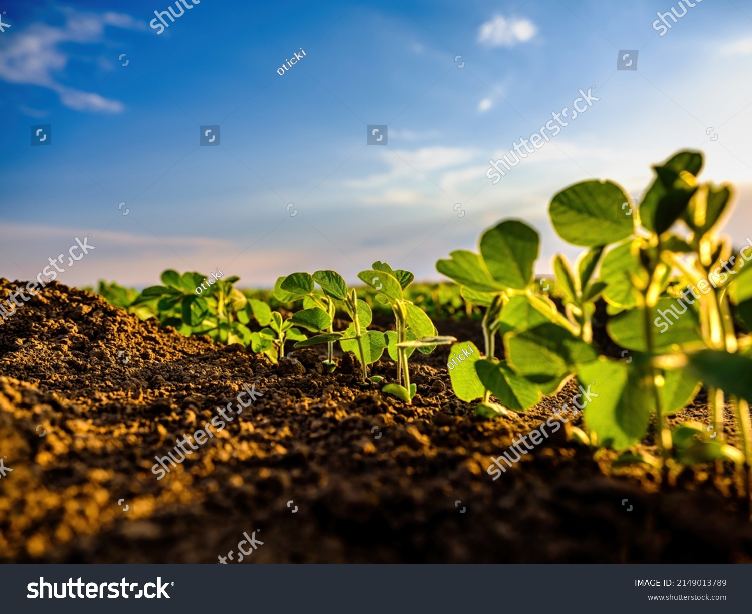 Green soybean crop plants at agricultural farm field industrial agriculture landscape #2149013789