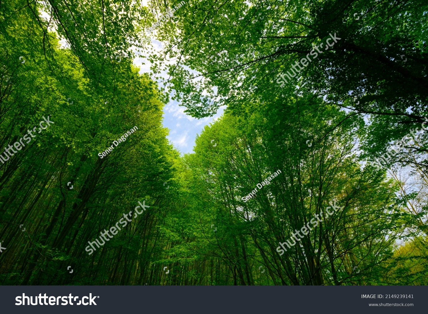 Carbon neutral or carbon net-zero concept background photo. Low angle view of lush forest. #2149239141