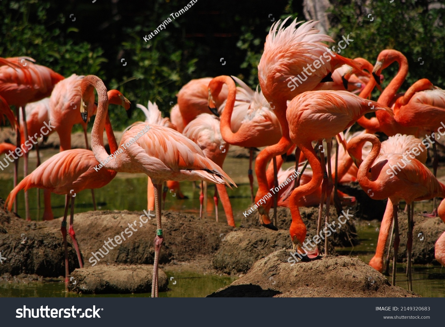 Flamingos stand in the water on a beautiful sunny day, group. Zoo Madrit Spain. #2149320683