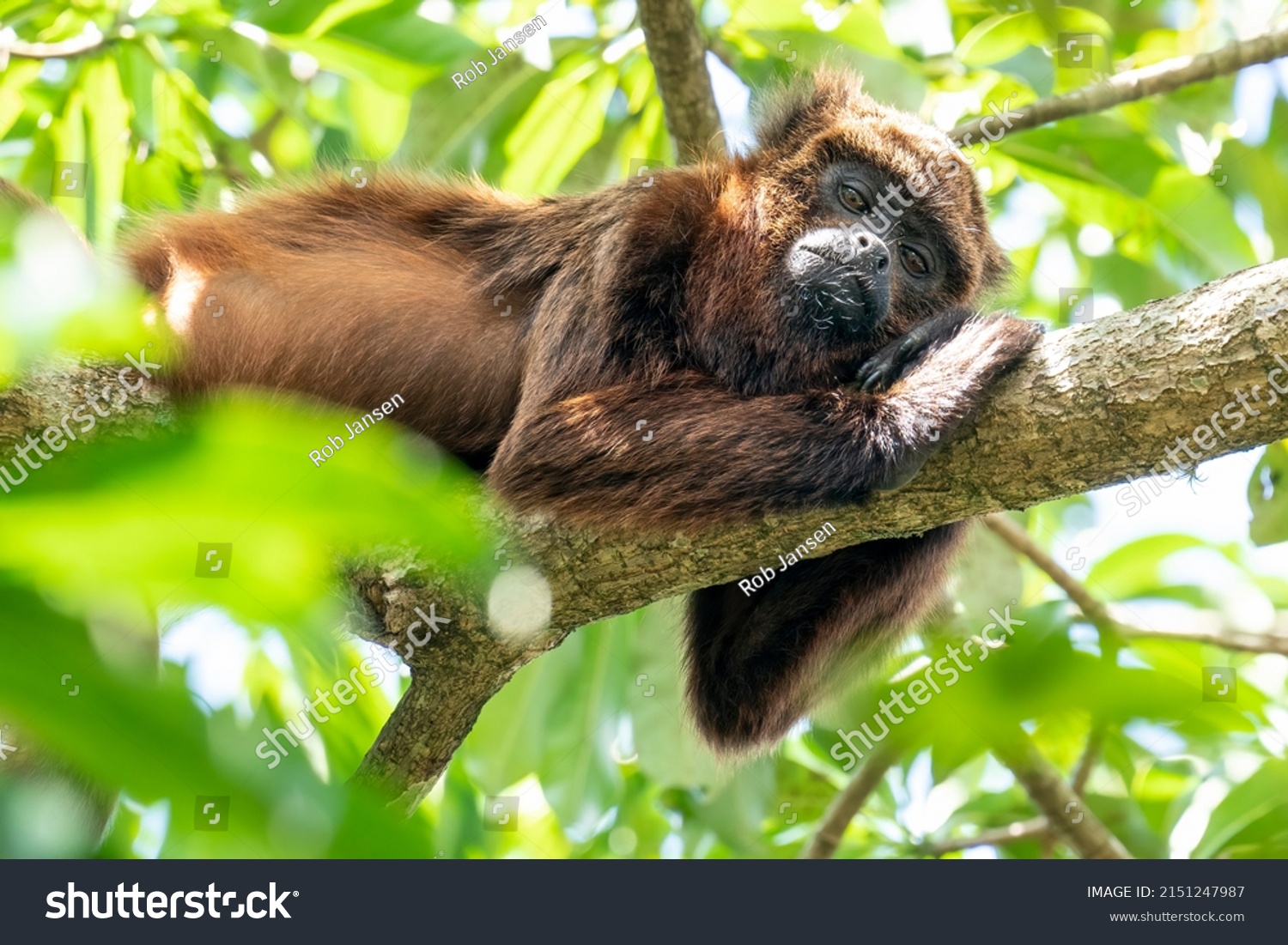 An endangered and rare Brown Howler is sleeping on a branch in the Botanical Gardens in São Paulo, São Paulo State, Brazil #2151247987