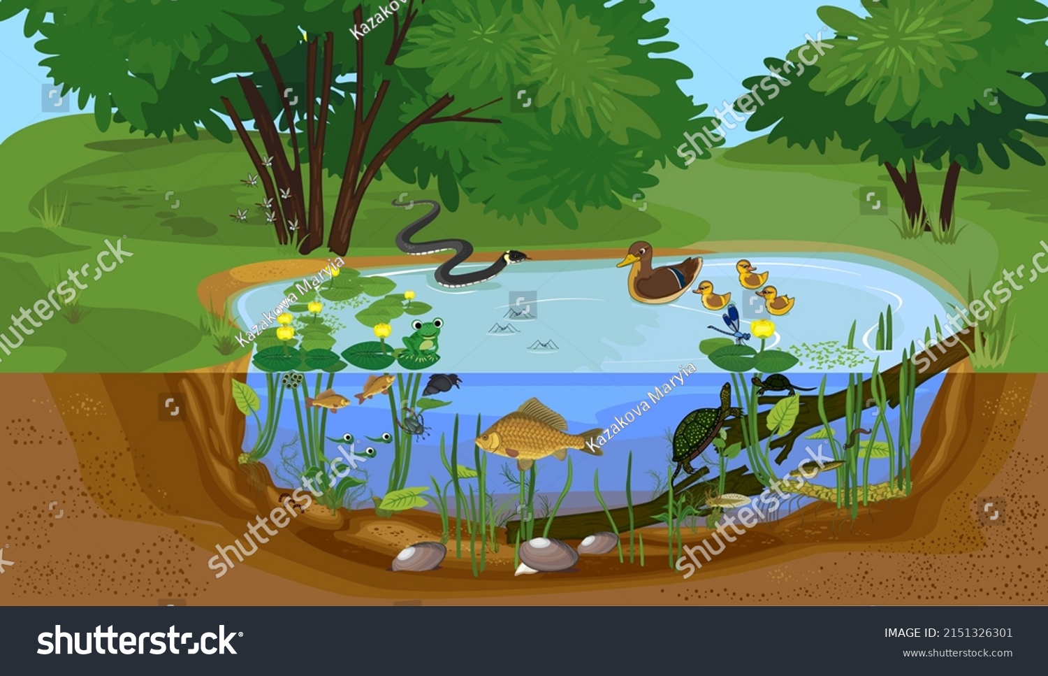 Ecosystem of pond with different animals (birds, insects, reptiles, fishes, amphibians) in their natural habitat. Schema of pond ecosystem structure for biology lessons #2151326301