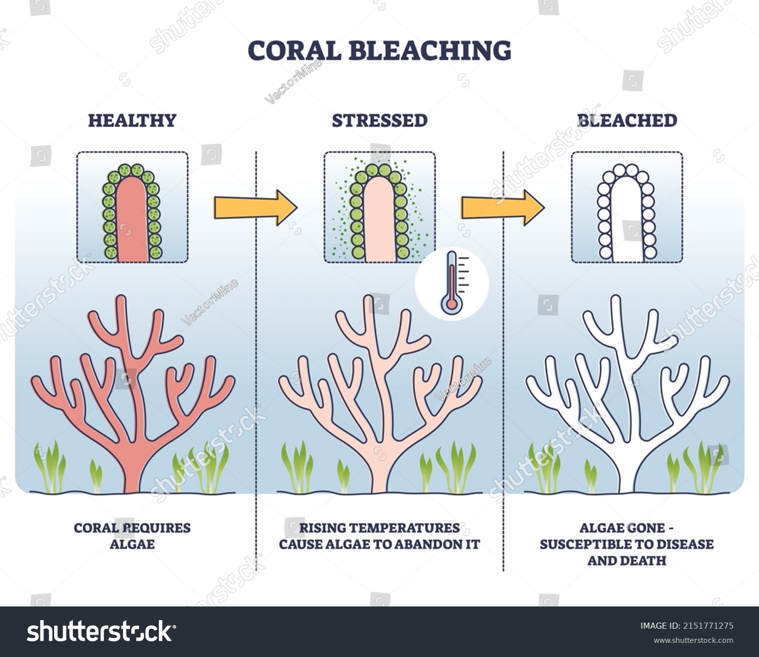 Coral bleaching process with healthy, stressed and bleached stages outline diagram. Labeled educational scheme with ecosystem problem and ocean warming dangers for fauna color vector illustration. #2151771275