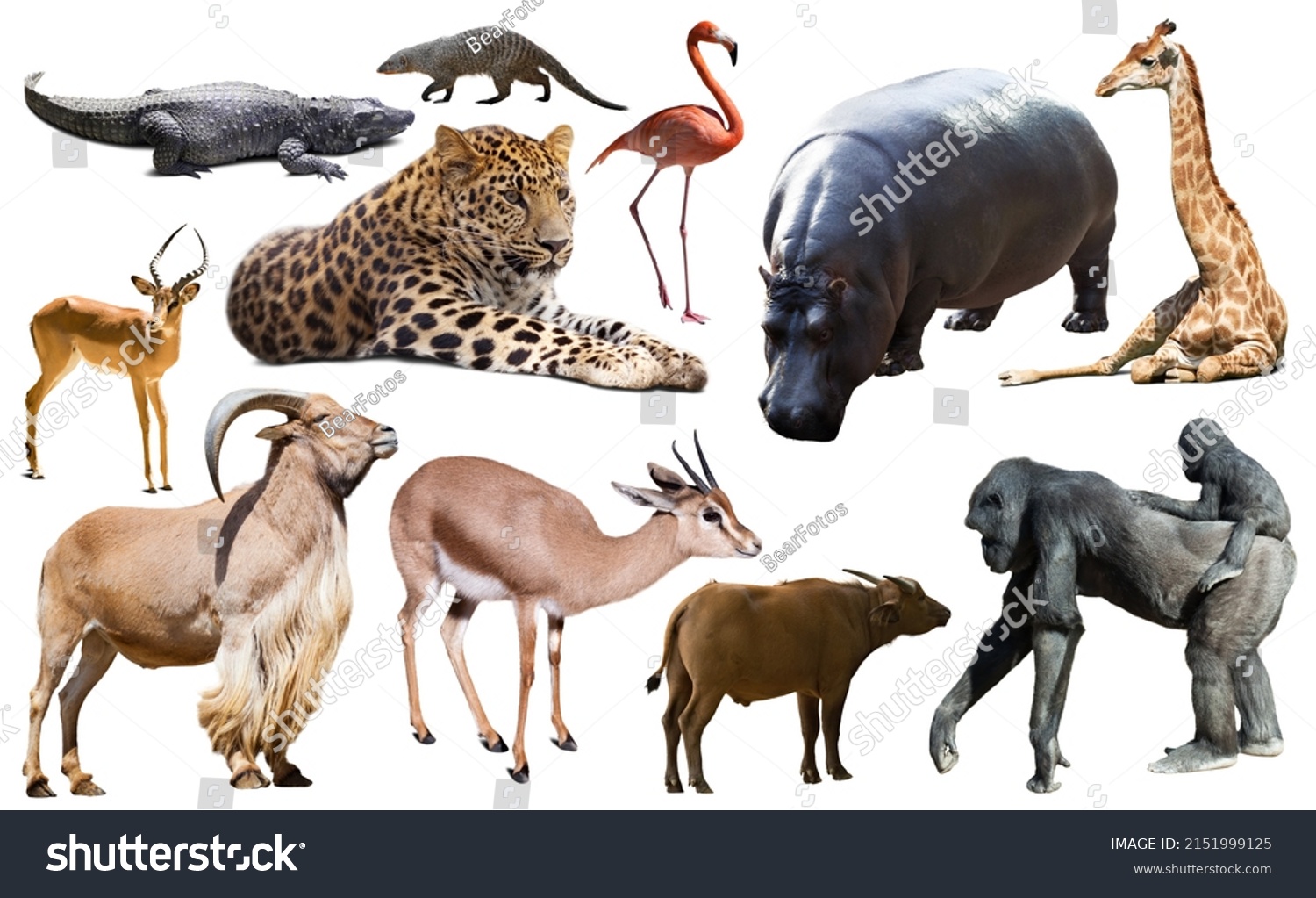 Collage with African mammals and birds isolated over white background #2151999125