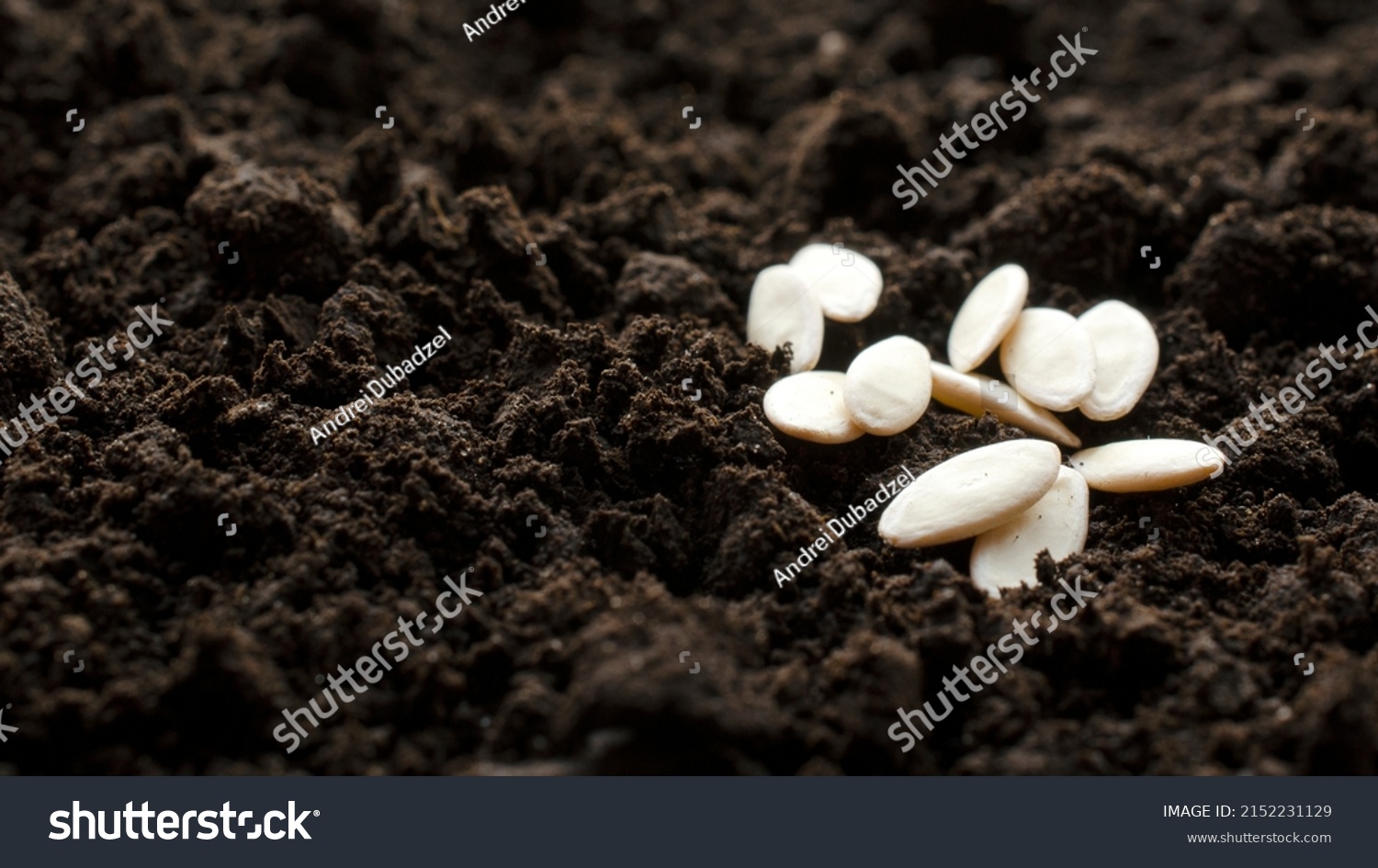 Cucumber seeds close-up on dark soil, background, copy space. Processed cucumber seeds on a background of fresh dark soil. The concept of aosowing and caring for vegetable plants in agriculture. #2152231129