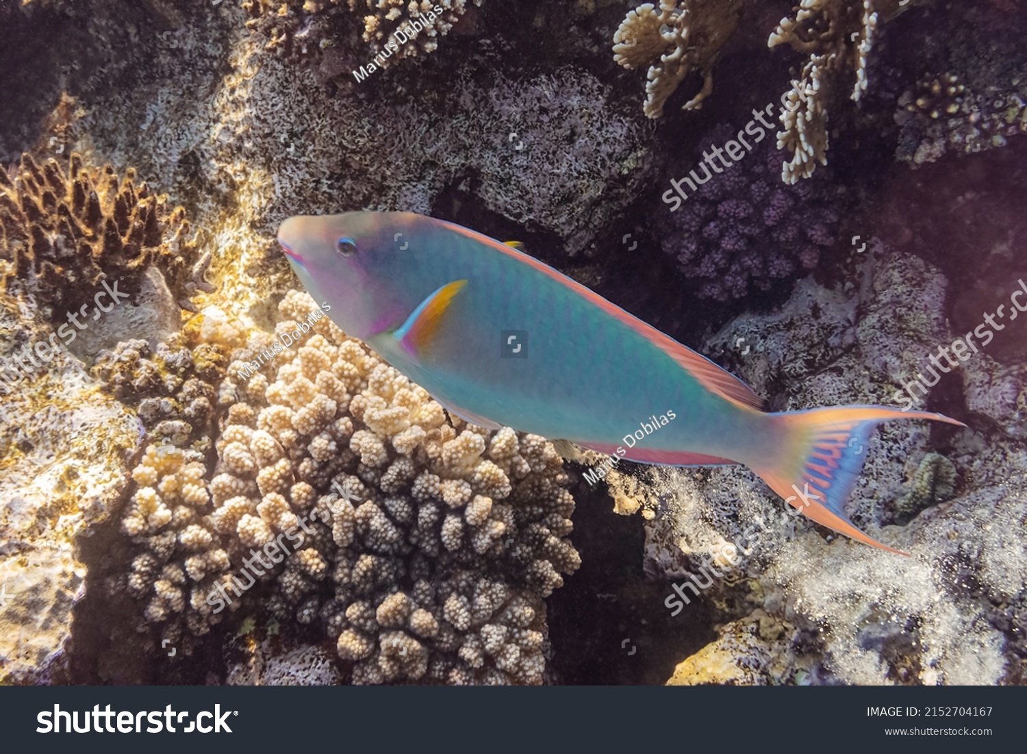 Stoplight parrotfish. Red Sea, Egypt.    #2152704167