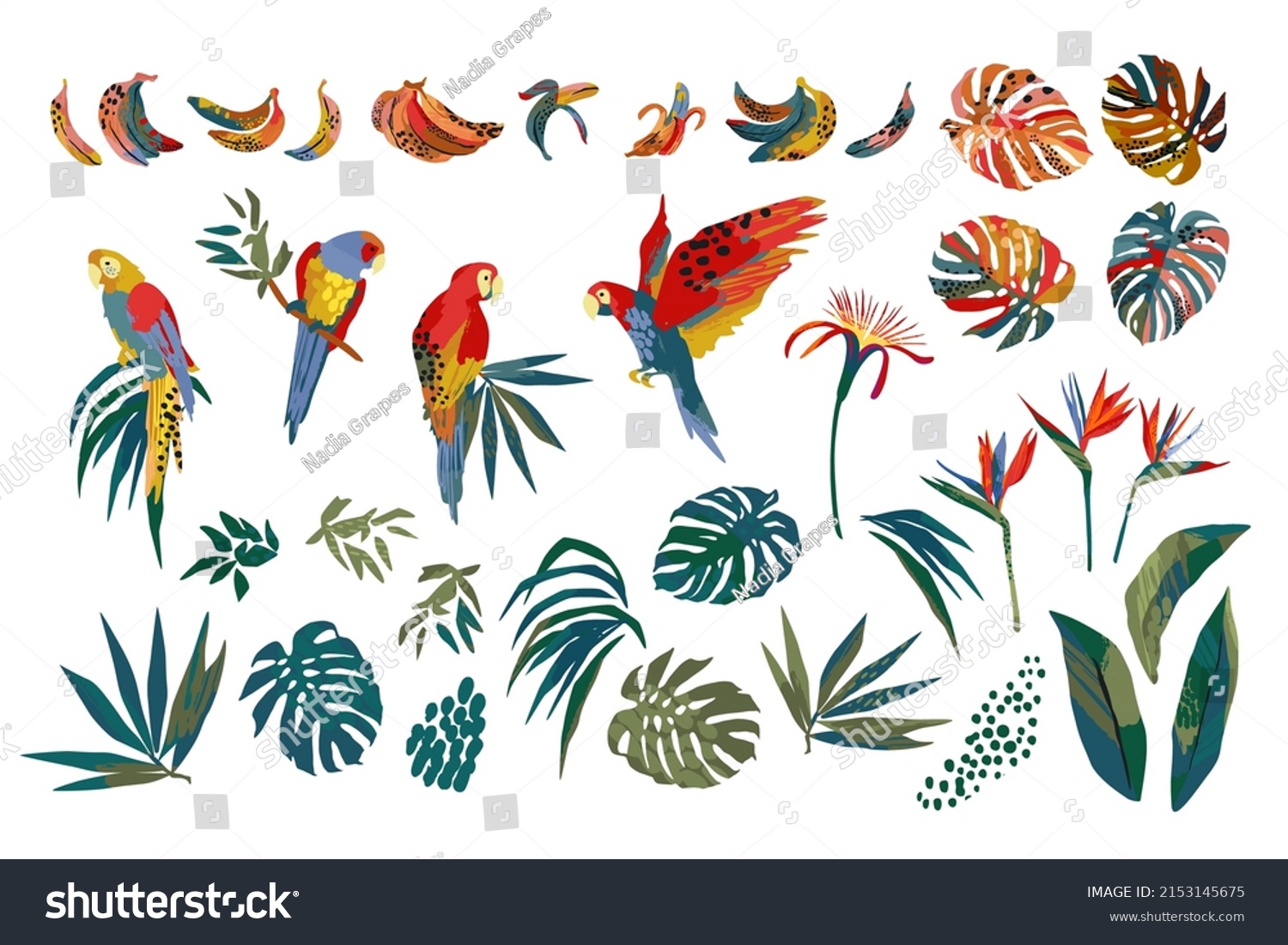 Vector illustrations of parrots, tropical leaves, bananas. Modern exotic design. Clipart, isolated elements. #2153145675