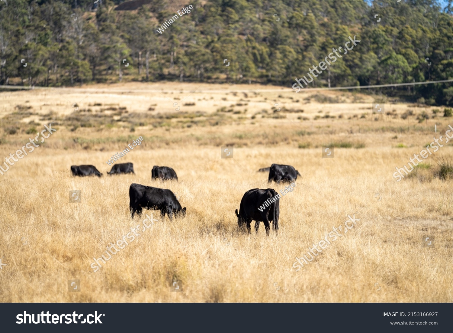 Beef cows and calves grazing on grass and pasture, Australia. eating hay and silage. breeds include speckled park, murray grey, angus and brangus. #2153166927
