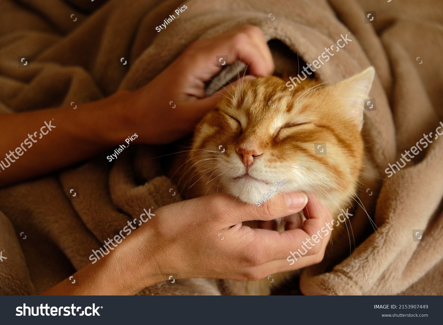 Sleeping cute ginger cat in a home bed. Woman stroking her cat. Domestic adult senior tabby cat having a rest. Pet therapy. #2153907449