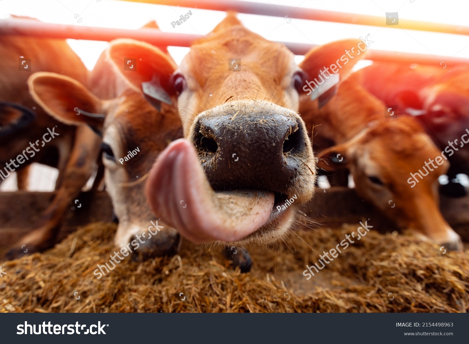 Portrait smile Jersey cow shows tongue sunset light. Modern farming dairy and meat production livestock industry. #2154498963