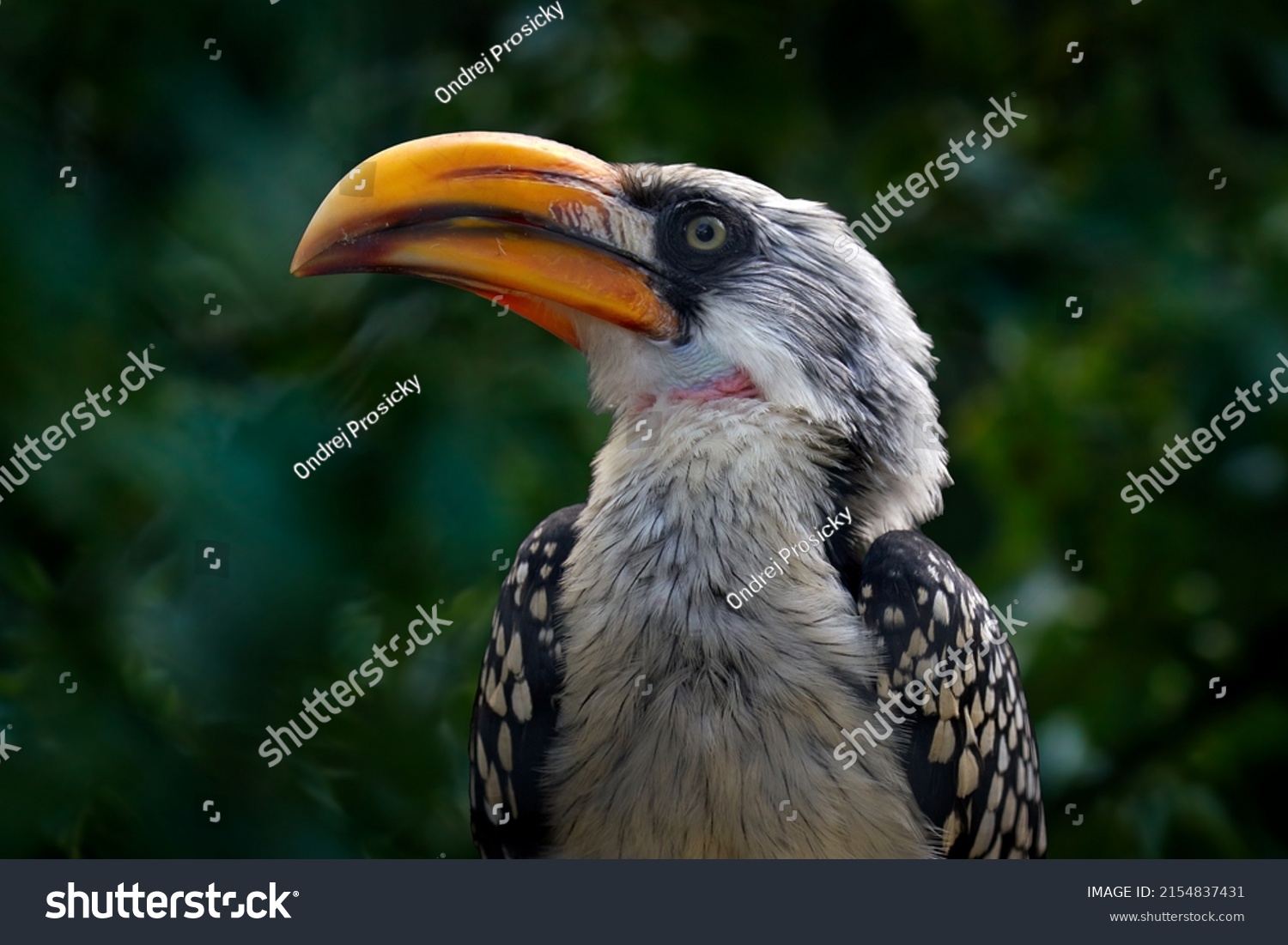 Bird from Africa. Southern Yellow-billed Hornbill, Tockus leucomelas, bird with big bill in the nature habitat with evening sun in Hwange National Park, Zimbabwe. Bird sitting on skull skeleton. #2154837431