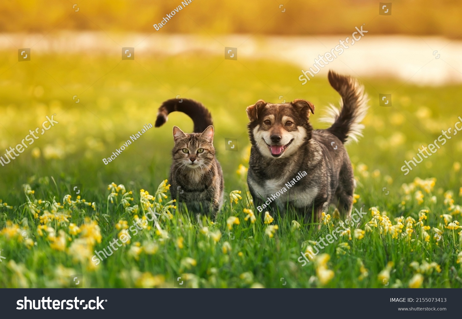 two cute furry friends striped cat and cheerful dog are walking in a sunny spring meadow #2155073413