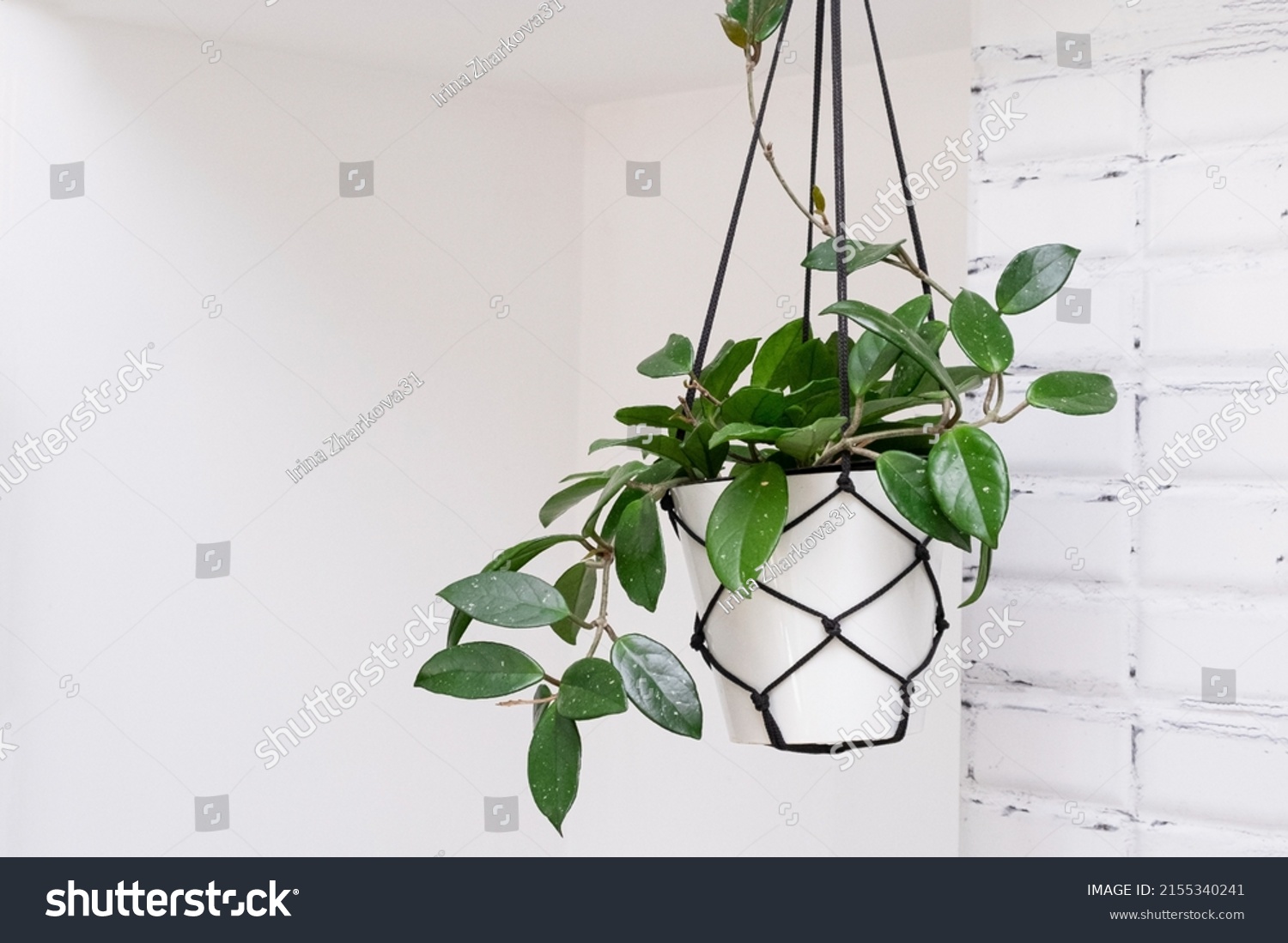 Hoya krohniana in a white pot in a wicker macrame planter hanging isolate on a white background. lacunosa heart leaf..Close-up of a plant. Waxy plant in a pot.Houseplant Hoya against a white wall.  #2155340241
