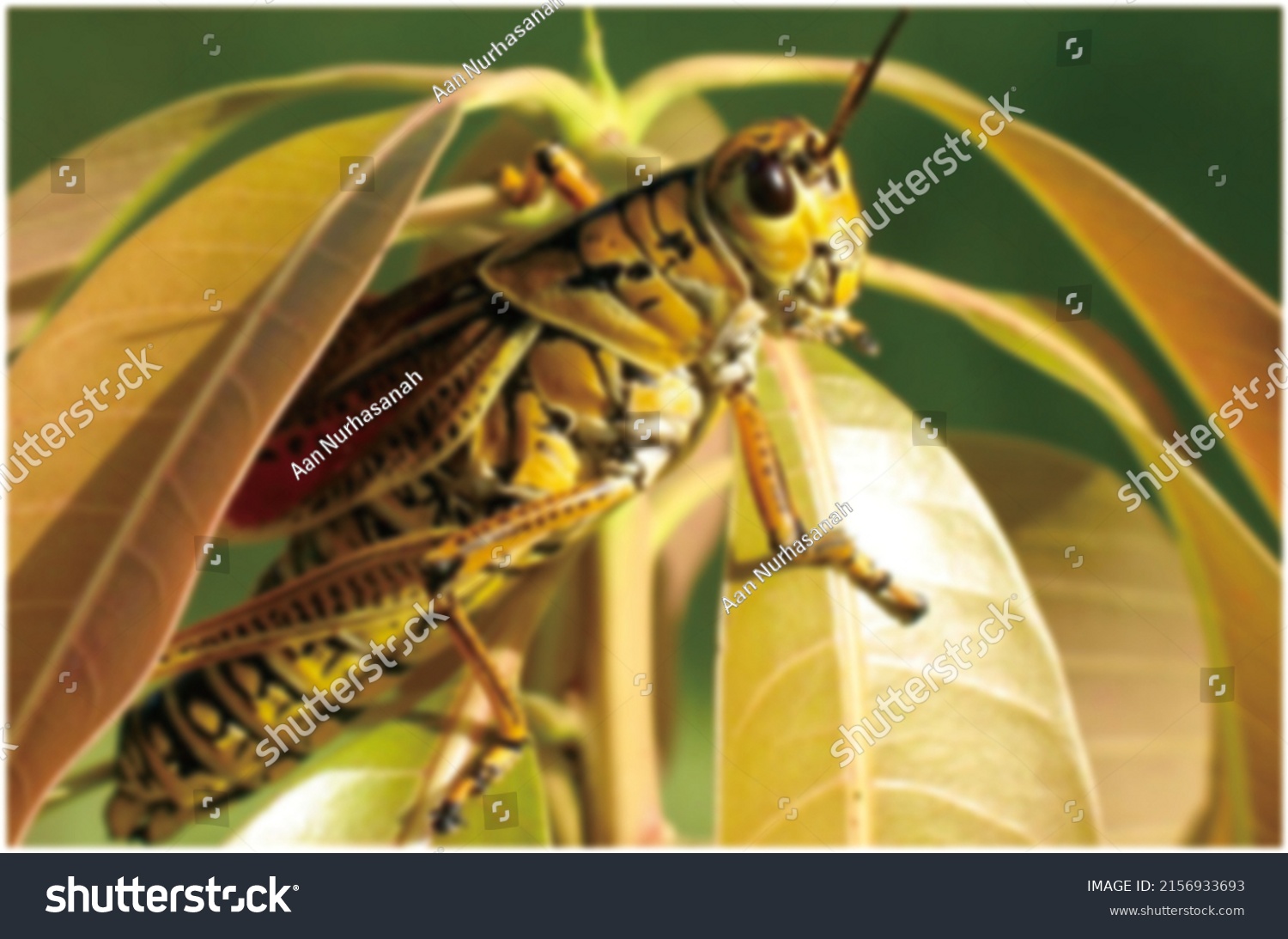 defdocused abstract bacground of grasshopper on the leaf at Sukasari #2156933693