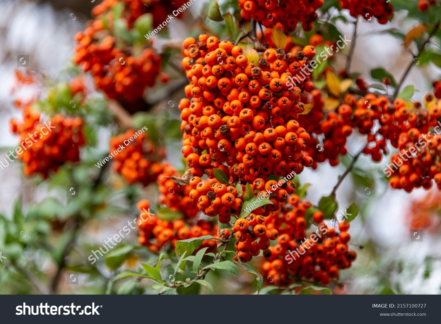 A selective focus shot of pyracantha with berry-like pomes #2157100727