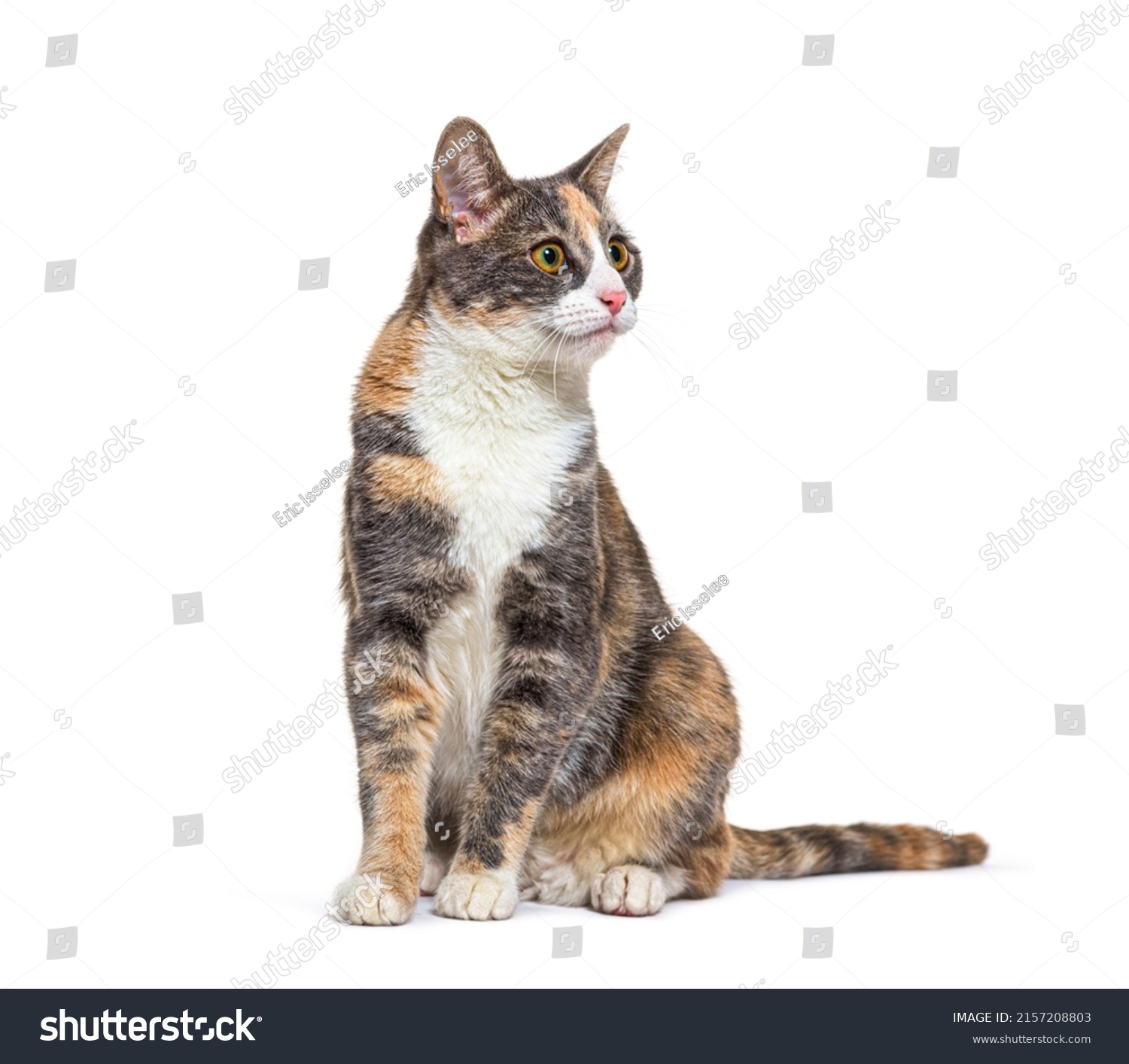 Mixed breed cat with yellow eyes sitting, isolated  #2157208803