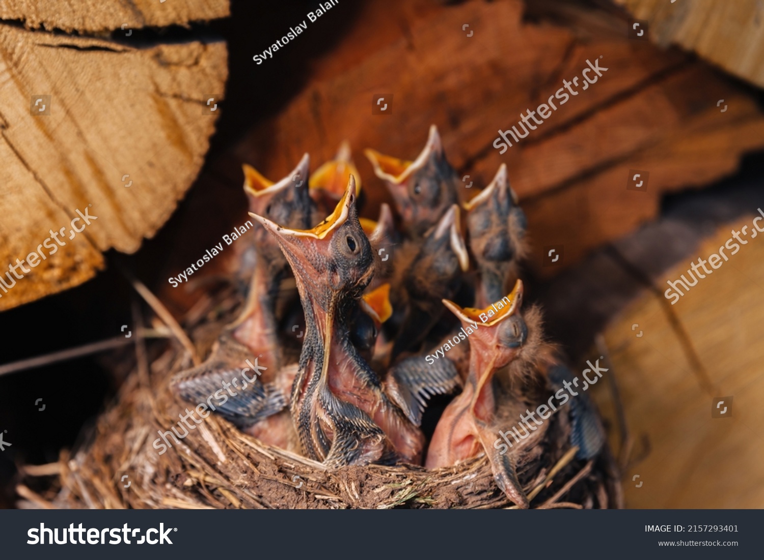 Thrush nest. Bird's nest in the woodshed. Newborn chicks blackbird. Hungry chicks look up and open their beaks and cry. #2157293401