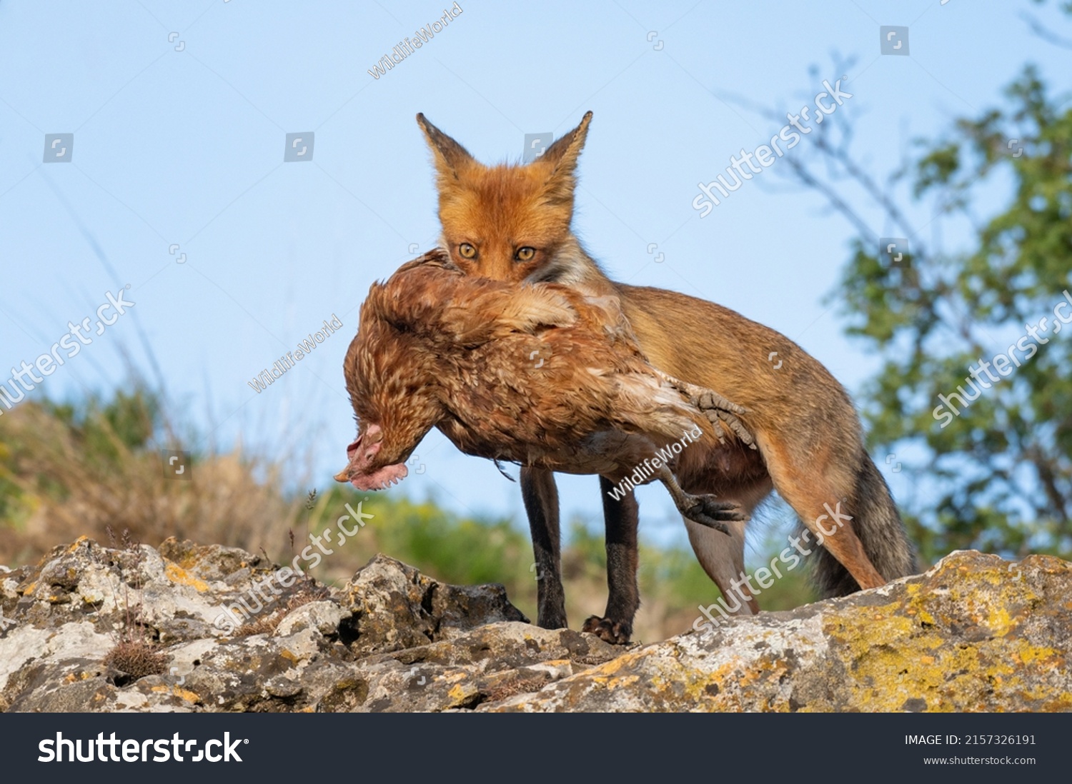 Red fox Vulpes vulpes. A red fox with a chicken prey is holding in its teeth. Fox caught a chicken. #2157326191