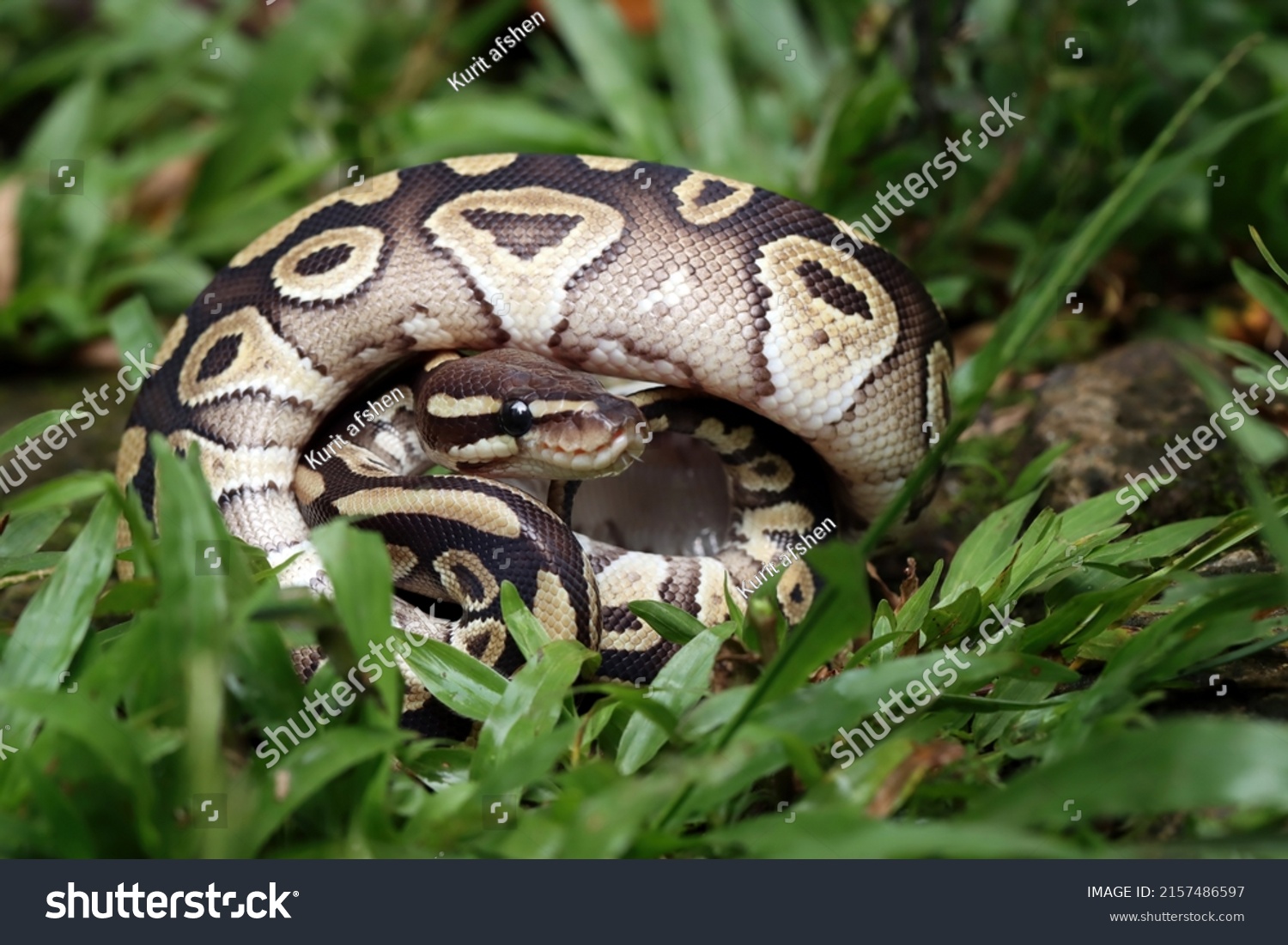 Ball phyton snake closeup on grass, Ball phyton snake closeup skin, Ball phyton snake closeup #2157486597