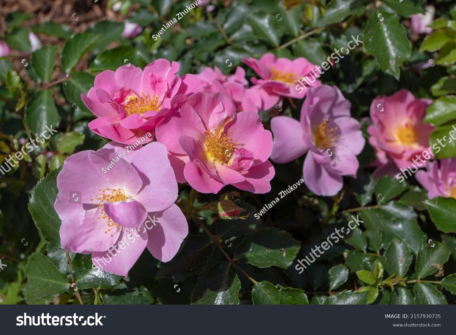 Shrub rose semi-double pink and lavender flowers in the sunny garden. Abundant cluster flowering. #2157930735