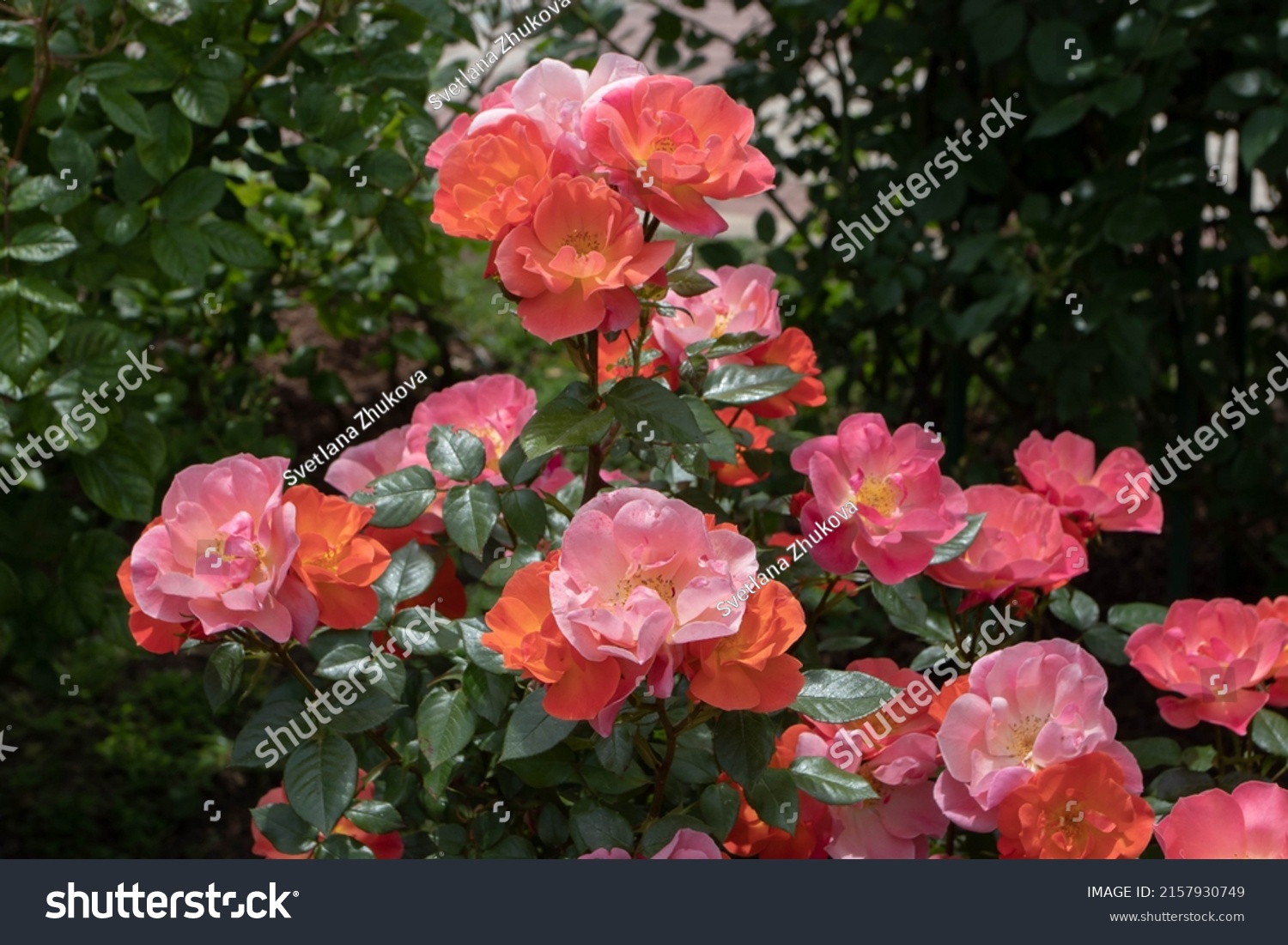 Shrub rose semi-double salmon flowers in the sunny garden. Abundant cluster flowering. #2157930749
