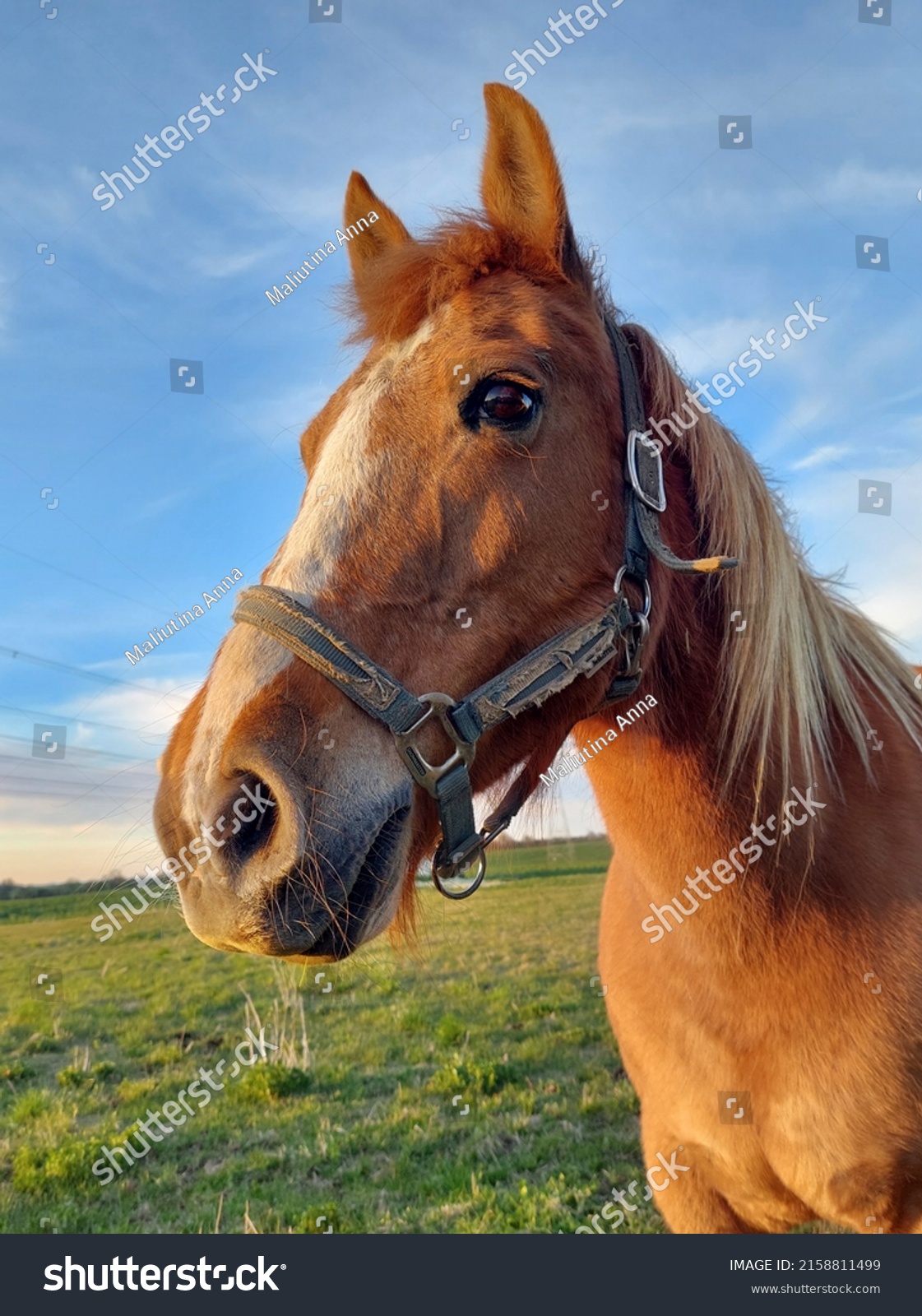 Portrait of a horse, a pet in a pasture, a muzzle of a horse against a blue sky. #2158811499