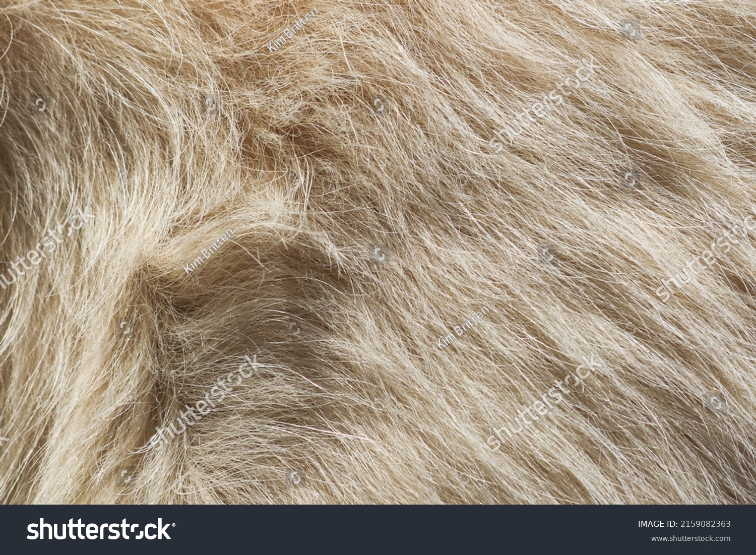 cream coarse furry outer coat of a double coated golden retriever canine dog #2159082363