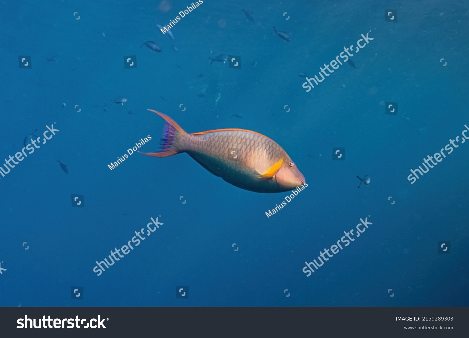 Stoplight parrotfish. Red Sea, Egypt. #2159289303