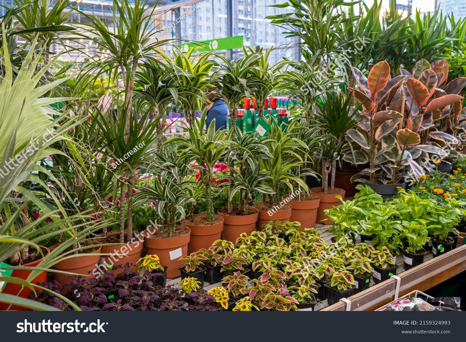 Ornamental plant store. Row of many various colorful plant on shelves display for sale in garden center. #2159324993