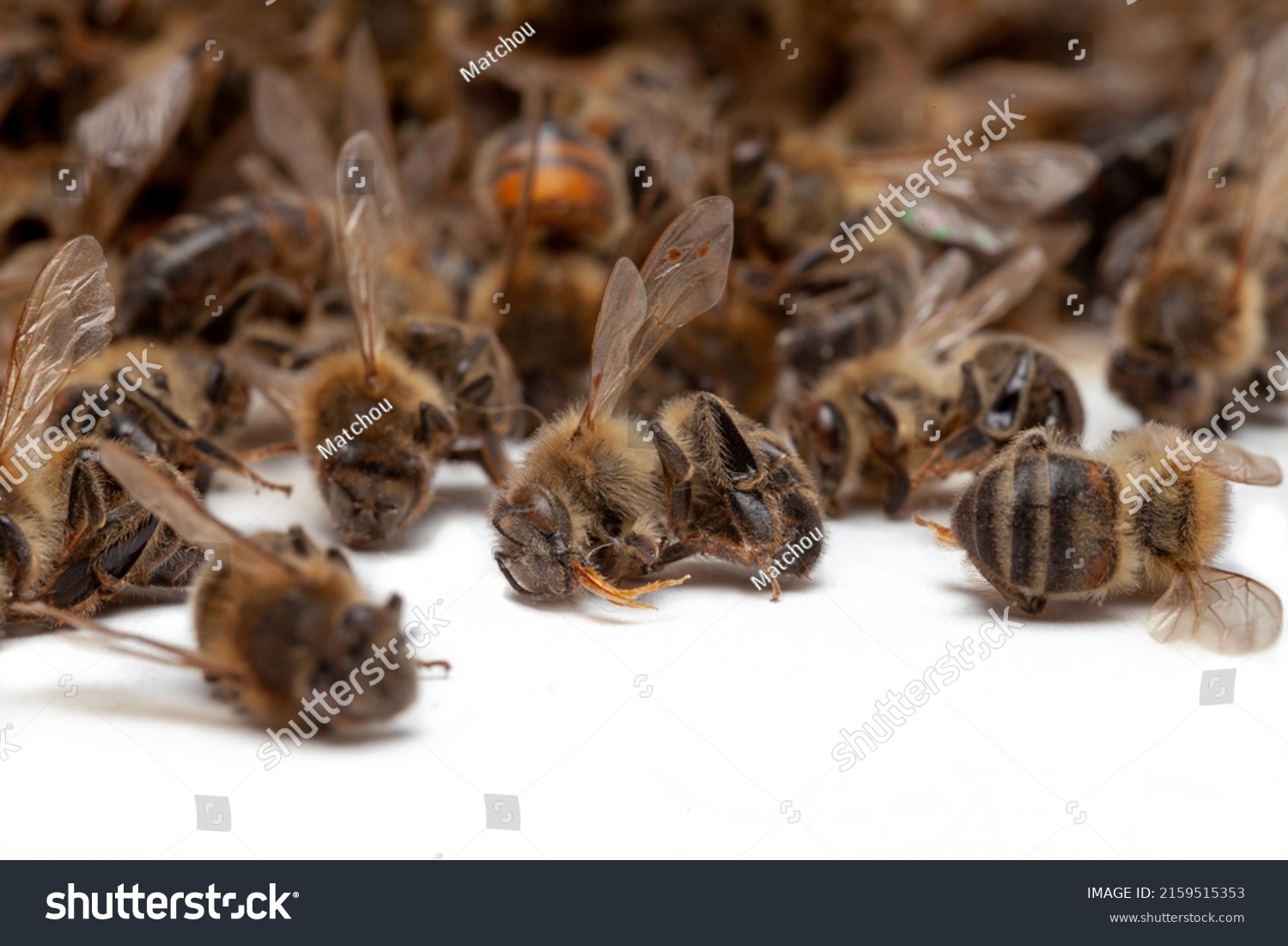 Beekeeping and disappearance of bees - Group of dead bees on a white background #2159515353