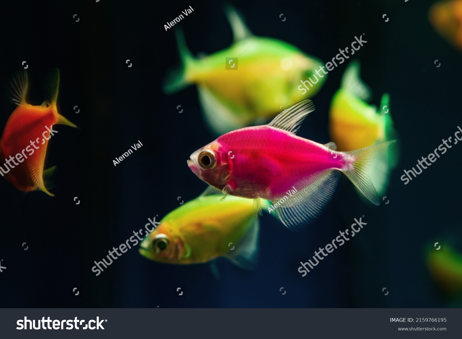 pink and lemon glowing tetra Glofish breed, colorful adults, freshwater characin fish in natural aquarium, free space dark blur background, pet shop, popular ornamental enduring species for beginners #2159766195