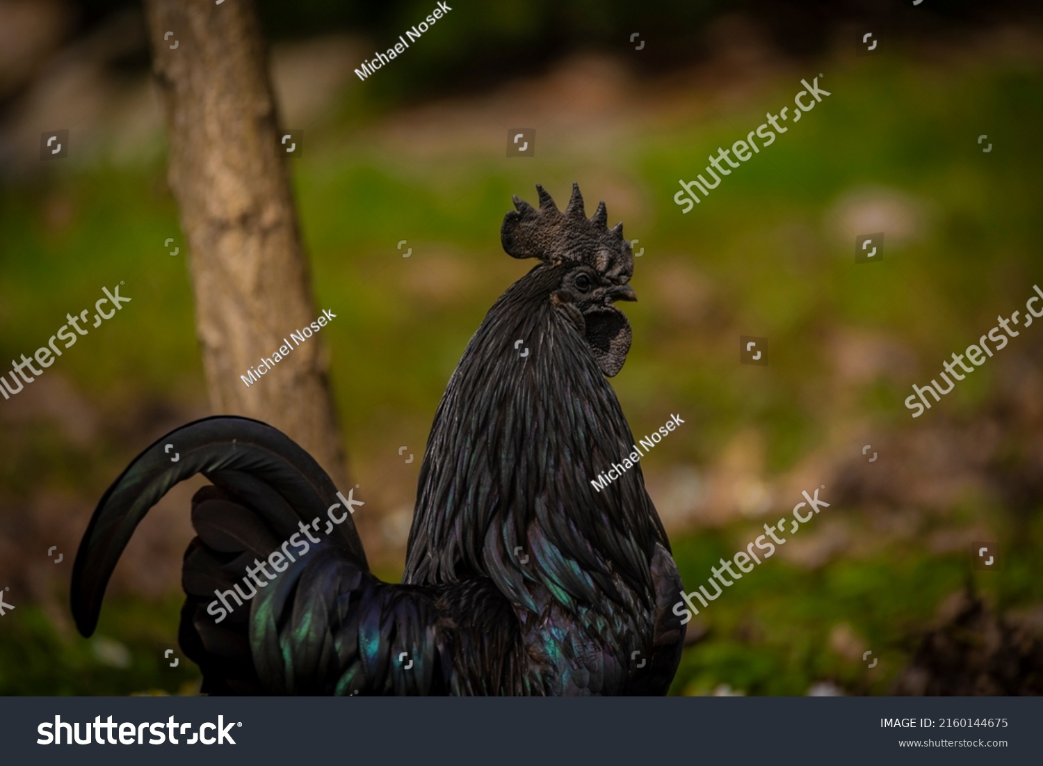Black cock and color hens in spring on fresh green grass and flowers #2160144675