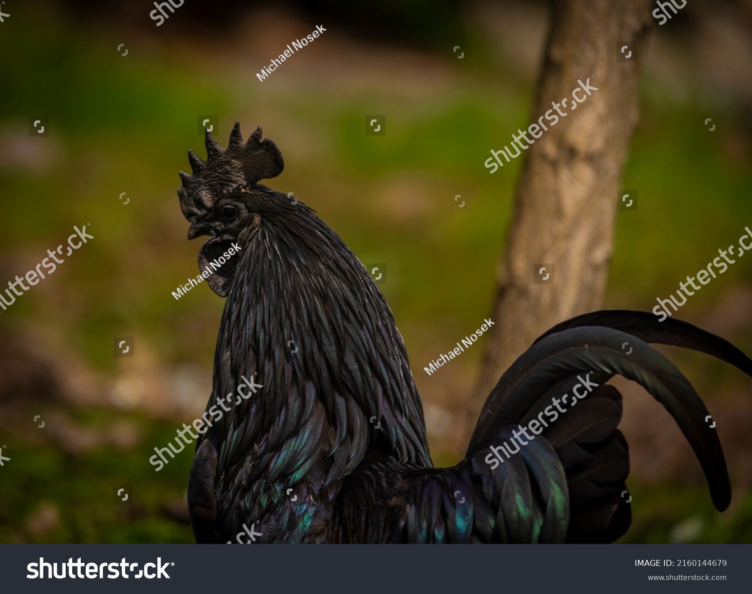 Black cock and color hens in spring on fresh green grass and flowers #2160144679
