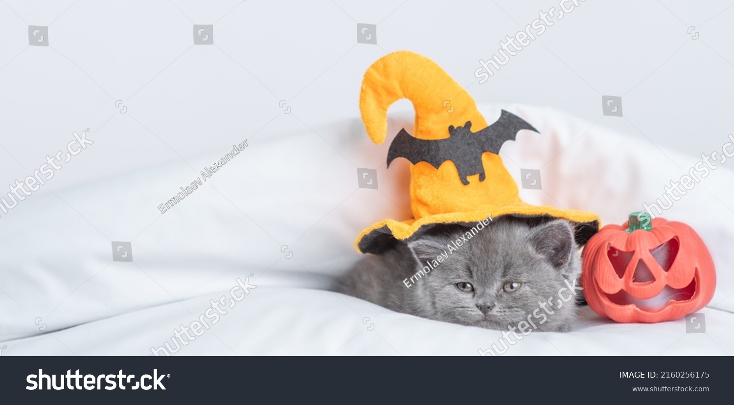Cute kitten wearing  hat for halloween lying with pumpkin under warm blanket on a bed at home. Empty space for text #2160256175