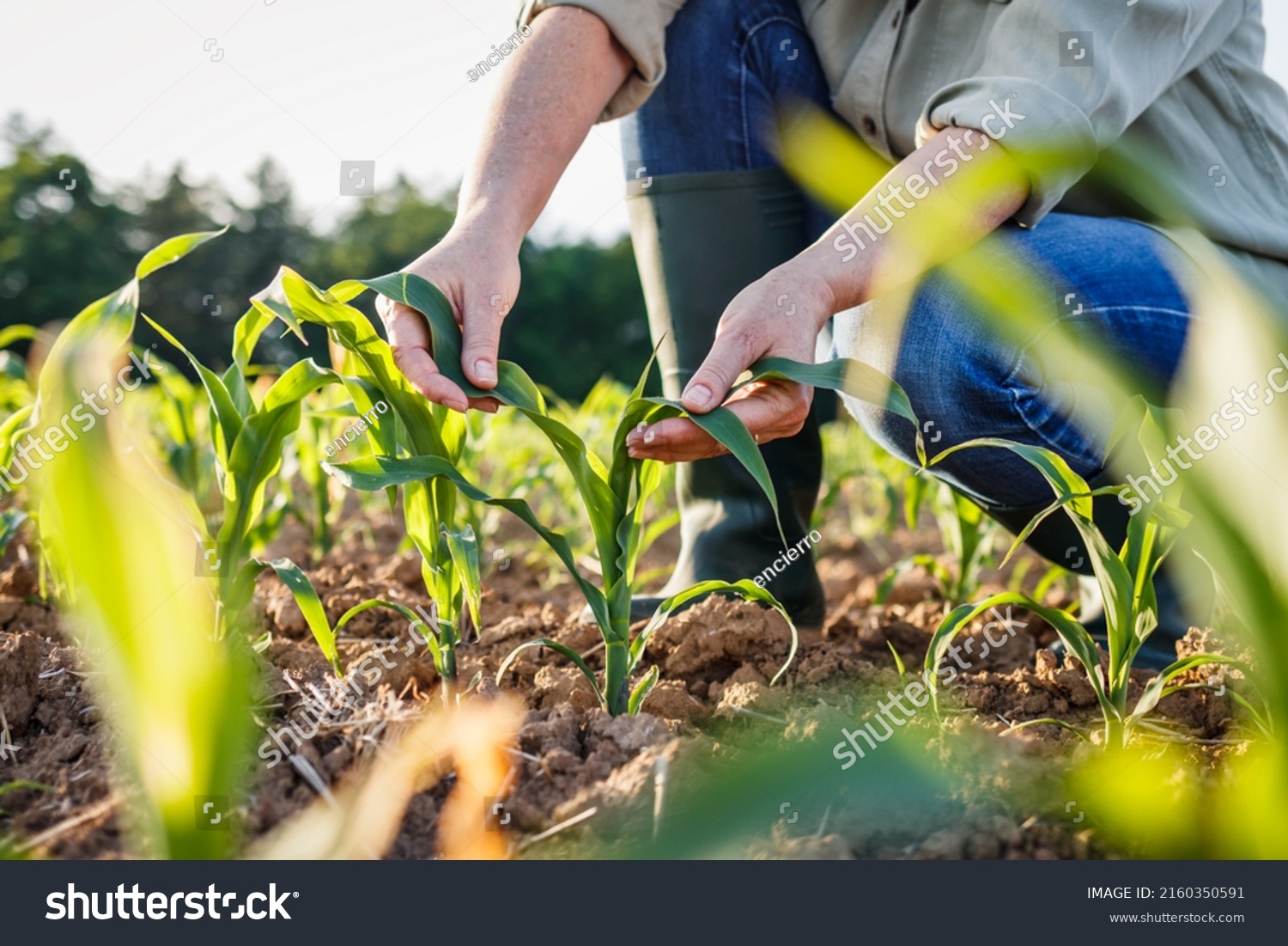 Farmer examining corn plant in field. Agricultural activity at cultivated land. Woman agronomist inspecting maize seedling #2160350591