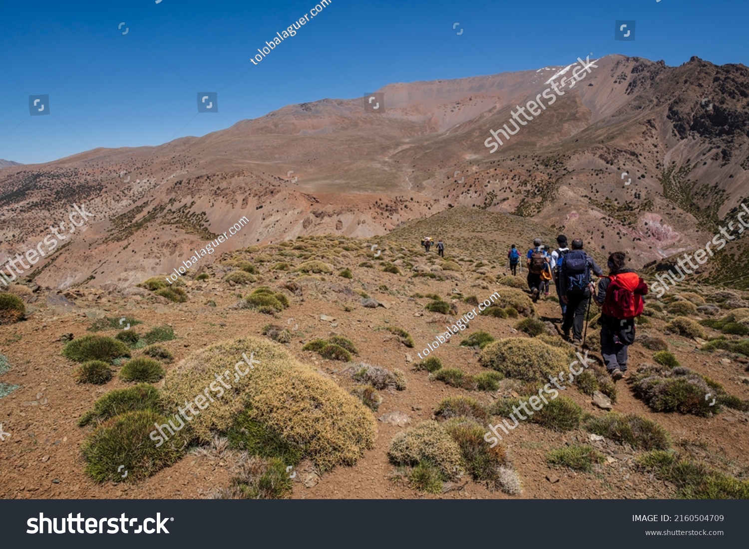 trekking group among thorny bushes, trail to Azib Ikkis via Timaratine, MGoun trek, Atlas mountain range, morocco, africa #2160504709