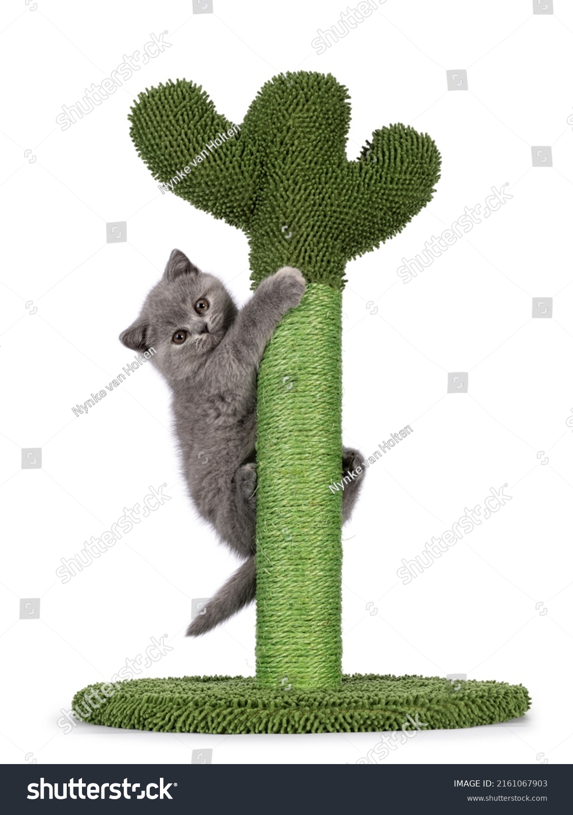 Cute little blue tortie British Shorthair cat kitten with adorable colored toes, climbing in green cactus shaped scratching pole. Looking straight to camera. Isolated on a white background. #2161067903